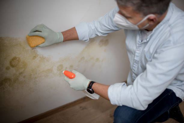 Best Insurance-Related Mold Remediation in Pelahatchie, MS