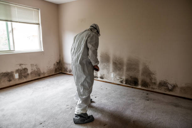 Best HVAC Mold Remediation in Pelahatchie, MS